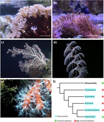 The Biology and Evolution of Calcite and Aragonite Mineralization in Octocorallia